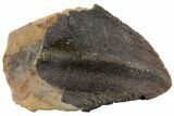 Rooted Triceratops Tooth - South Dakota #73867-1
